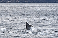502_Best_of_by_Ponant