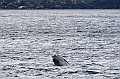 503_Best_of_by_Ponant