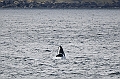 504_Best_of_by_Ponant