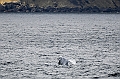 505_Best_of_by_Ponant