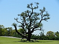 068_Argentina_Buenos_Aires_Floralis_Generica