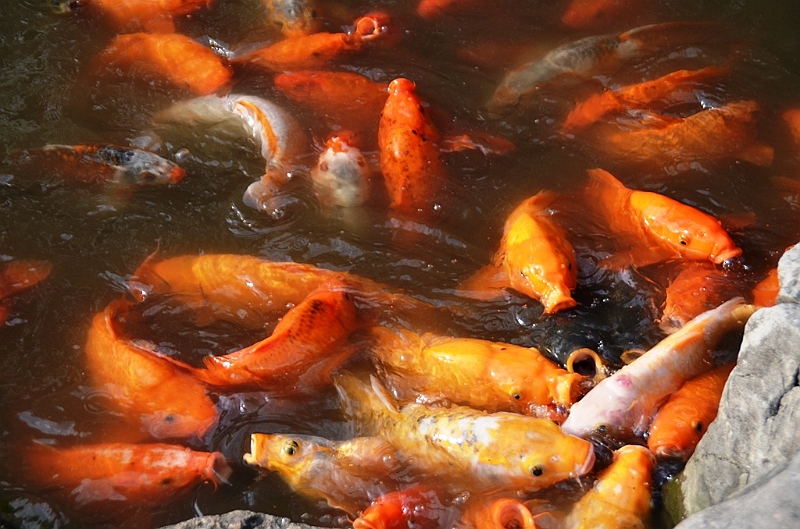 242_China_Shanghai_Yuyuan_Garden.JPG