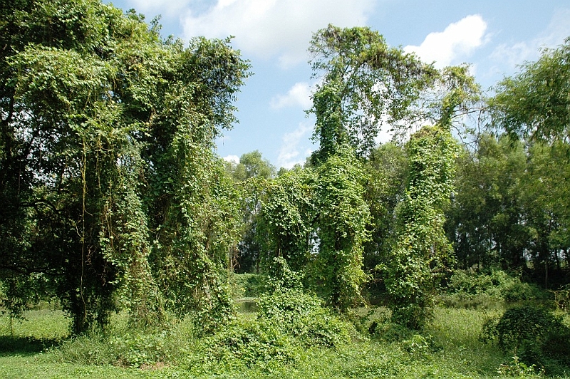 083_Cambodia_Phnom_Penh_Killing_Fields.JPG