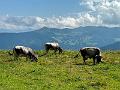 096_Austria_Wildschoenau