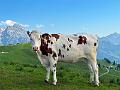 119_Austria_Saalfelden