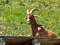 139_Austria_Saalfelden
