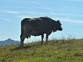 019_Austria_Tannheimer_Tal