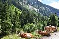026_Austria_Zillertal