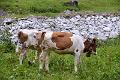 039_Austria_Zillertal