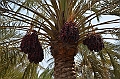 11_Bahrain
