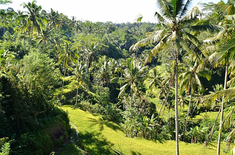 337_Bali.JPG