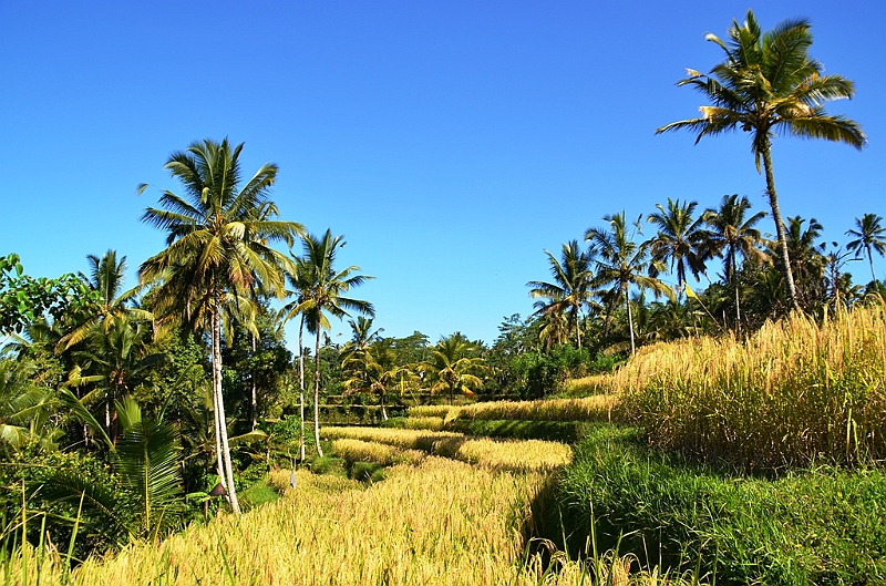 338_Bali.JPG