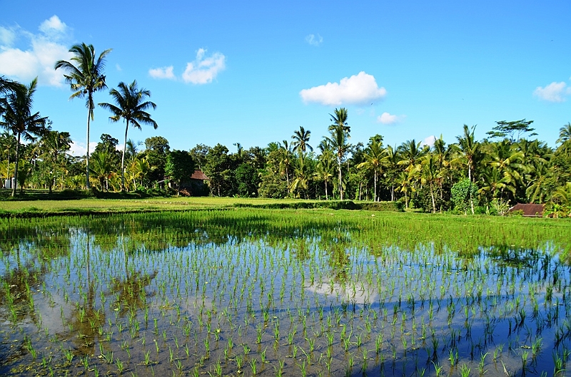 347_Bali.JPG