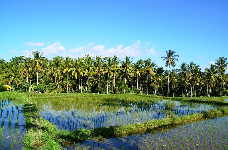 348_Bali.JPG