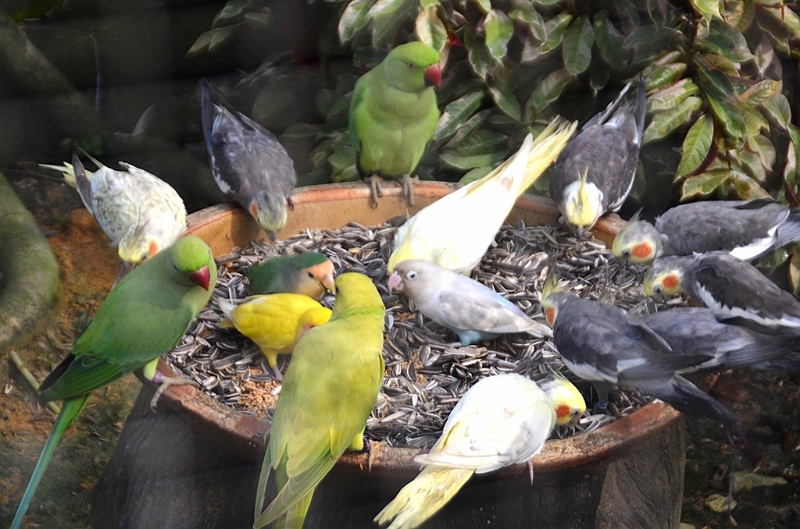450_Kuala_Lumpur_Bird_Park.JPG