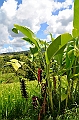102_Bali_Jatiluwih_Ricefields