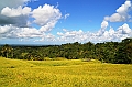 109_Bali_Jatiluwih_Ricefields