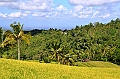 113_Bali_Jatiluwih_Ricefields