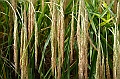 116_Bali_Jatiluwih_Ricefields