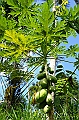 312_Bali_Coffee_Plantation