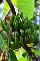 314_Bali_Coffee_Plantation