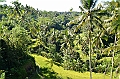 337_Bali