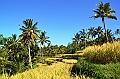 338_Bali