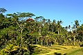 340_Bali