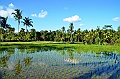 347_Bali