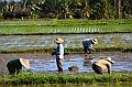 349_Bali
