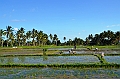 350_Bali