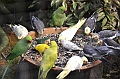 450_Kuala_Lumpur_Bird_Park