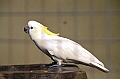 456_Kuala_Lumpur_Bird_Park