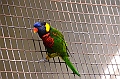 457_Kuala_Lumpur_Bird_Park