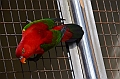 458_Kuala_Lumpur_Bird_Park