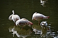463_Kuala_Lumpur_Bird_Park