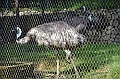 465_Kuala_Lumpur_Bird_Park