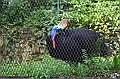 466_Kuala_Lumpur_Bird_Park
