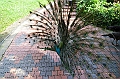 467_Kuala_Lumpur_Bird_Park