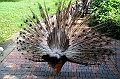 468_Kuala_Lumpur_Bird_Park