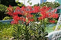 477_Kuala_Lumpur_Orchid_Garden