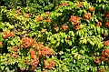 482_Kuala_Lumpur_Orchid_Garden