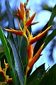 485_Kuala_Lumpur_Orchid_Garden