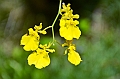 486_Kuala_Lumpur_Orchid_Garden