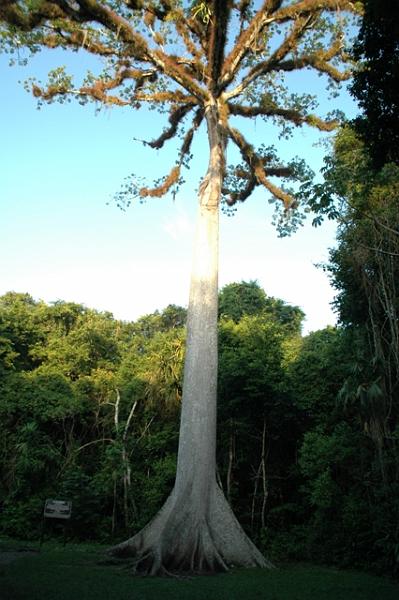 249_Guatemala_Tikal.JPG