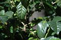 233_Guatemala_Antigua_R_Dalton_Coffee