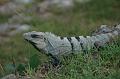 55_Mexico_Uxmal