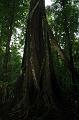 81_Mexico_Palenque_Jungle
