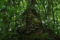 82_Mexico_Palenque_Jungle