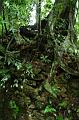 83_Mexico_Palenque_Jungle